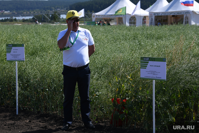 Второй день работы Всероссийского дня поля - 2021. Свердловская область, Кадниково, рапс, посевные