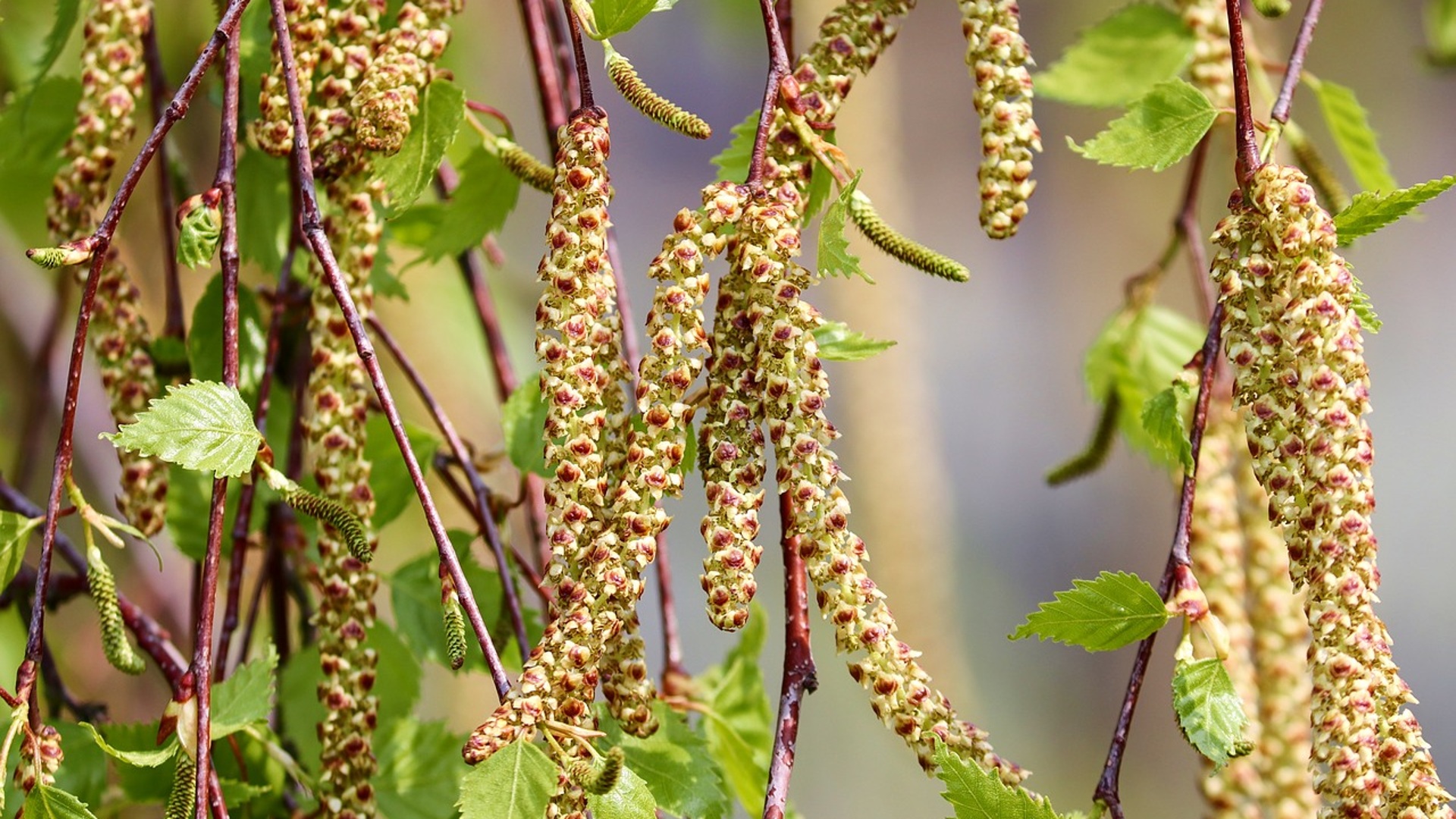 В России проводят испытания вакцины против аллергии на пыльцу березы