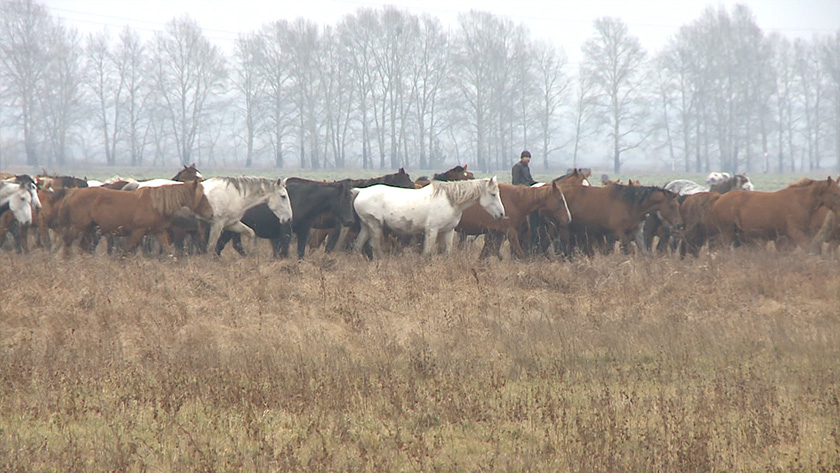 Большую часть гектаров в Приамурье оформляют под сельское хозяйство - gtrkamur.ru