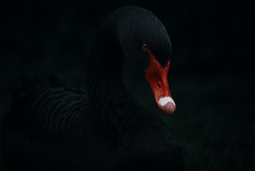 Черный лебедь