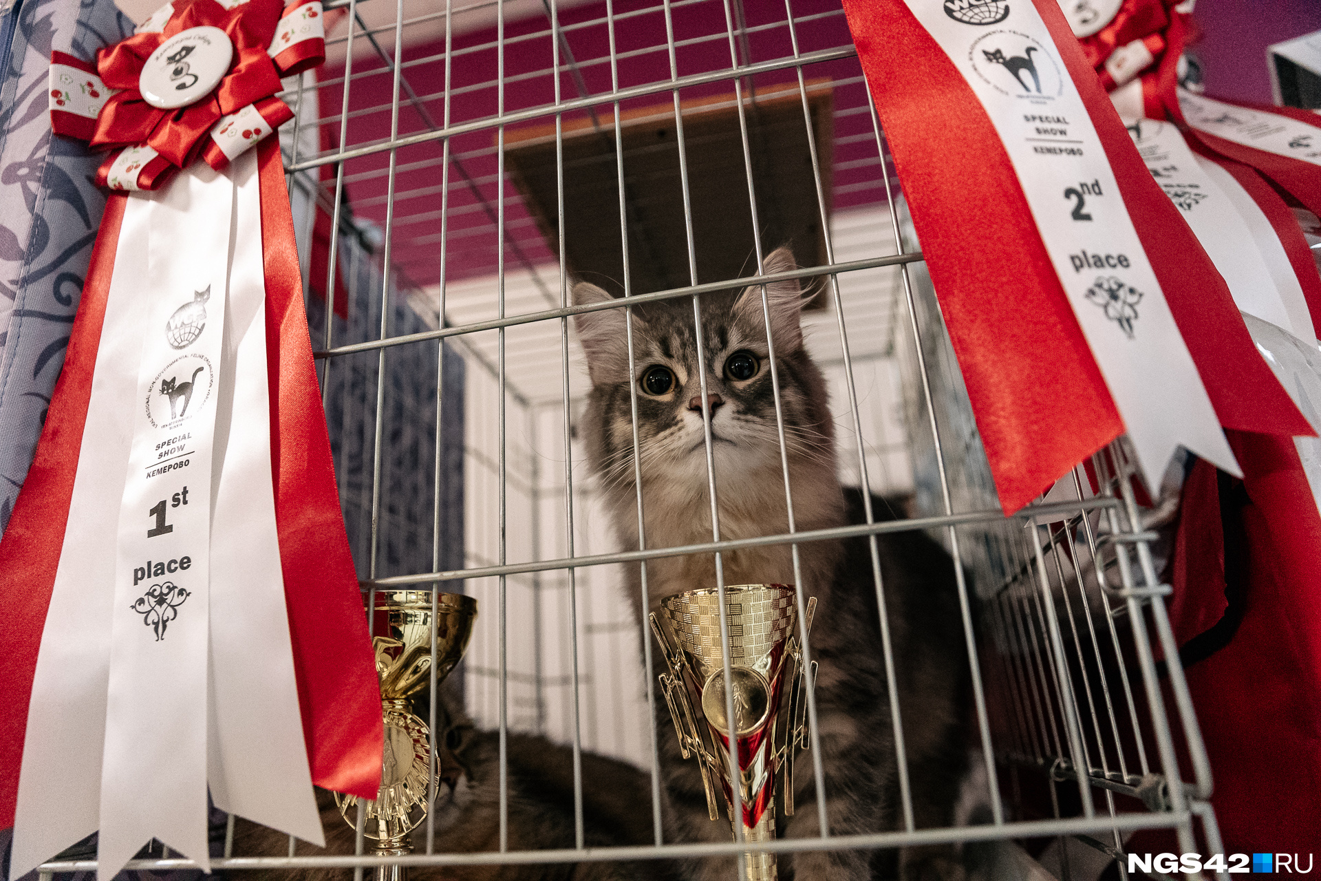 Выставка кошек в августе. Выставка кошек. Выставка кошек объявление. Выставка кошек Томск. Чемпионаты кошек