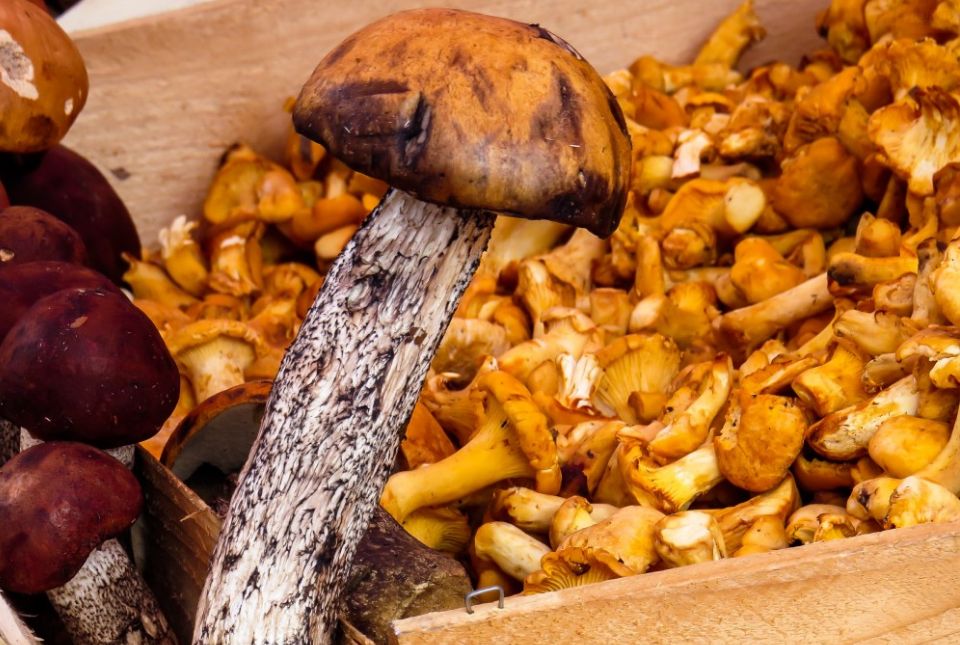 корзина съедобных грибов. грибы которые пьют. бизнес грибы вешенка. культивируемые грибы вешенка. грузди шиитаке.