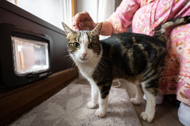 Комитет единогласно поддержал введение в республике норматива в 18 «квадратов» на одно домашнее животное в квартире