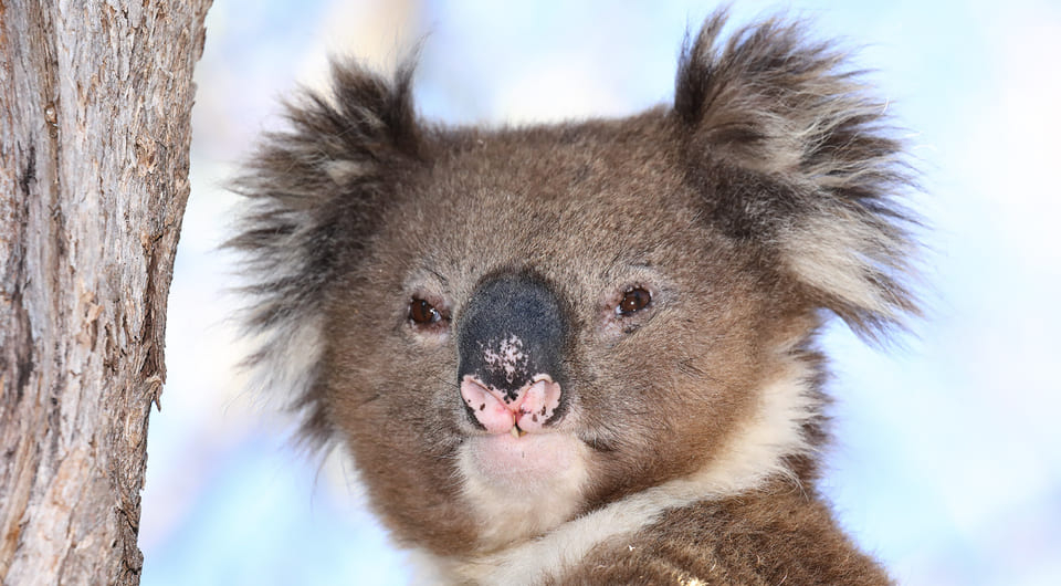 Коала (<i>Phascolarctos cinereus</i>)