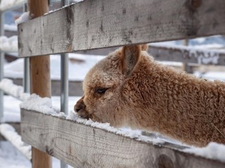 Альпака Злата из Балашихи подружилась с нубийскими козлами