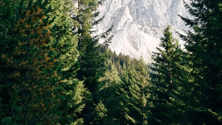 Расшифровано последнее послание Ирины Усольцевой: мы живы, мы уходим