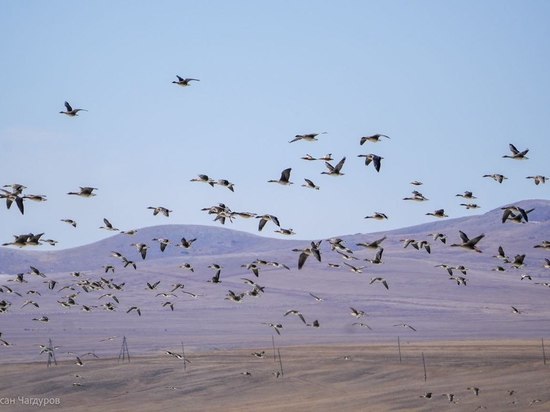 В Бурятии провели уникальный орнитологический эко-тур