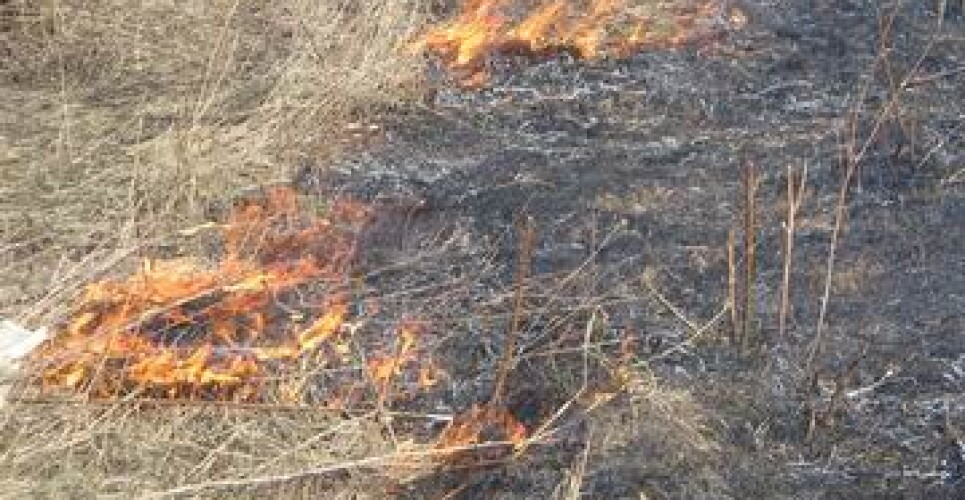 В Великом Новгороде разыскивают поджигателей двери квартиры, а в 14 районах области — травы