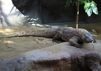 В поисках «дикой» матери