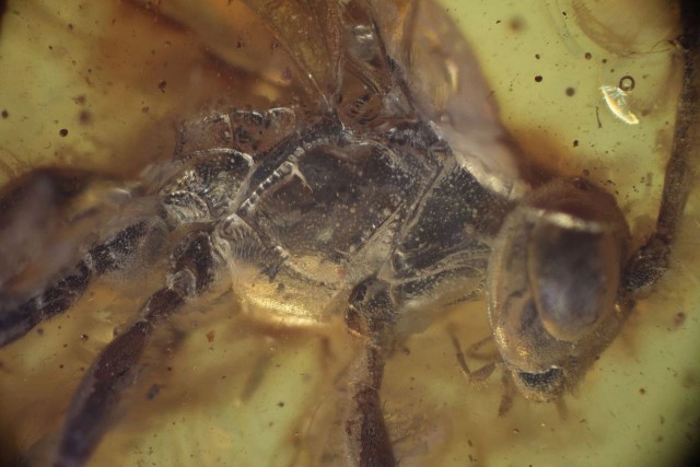 Школьник нашёл на берегу моря в Балтийске янтарь с древней осой