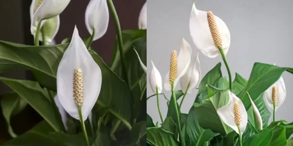 Как выглядит цветок счастья Not to have eyes glued: Feed up a spathiphyllum it and even the sickly plant wil