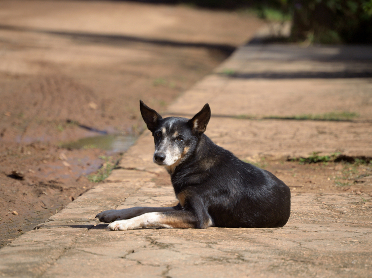 Суд взыскал с владелицы собаки компенсацию за укус 7-летнего мальчика в Томской области