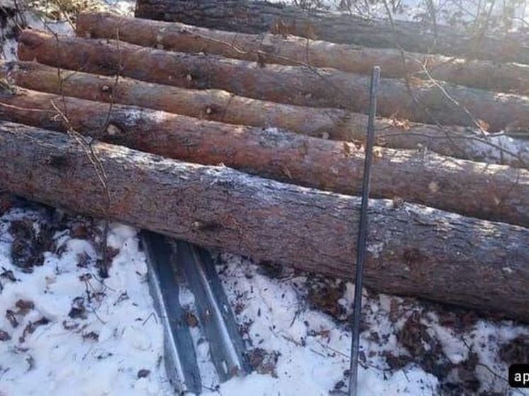 Троих ангарчан осудили за незаконные рубки леса