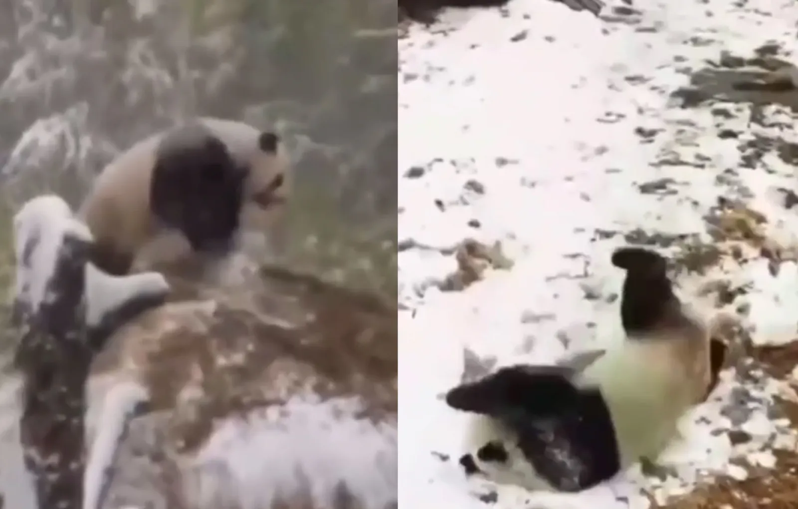 Нападение большого. Панда радуется первому снегу. Панда радуется снегу в зоопарке. Гигантская Панда в Китае. След панд на снегу.