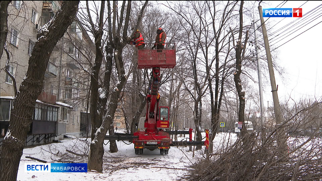 В три раза больше ветхих деревьев уберут с улиц Хабаровска в этом году по сравнению с прошлым