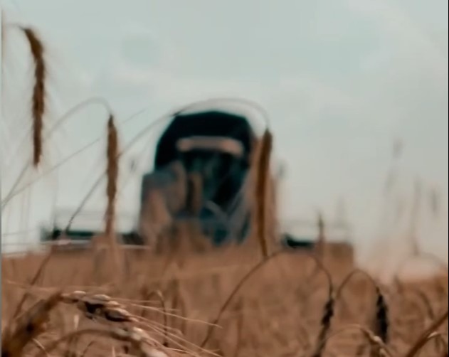 Во Владимирской области намолочено почти 300 тысяч тонн