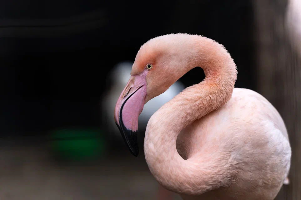 flamingo