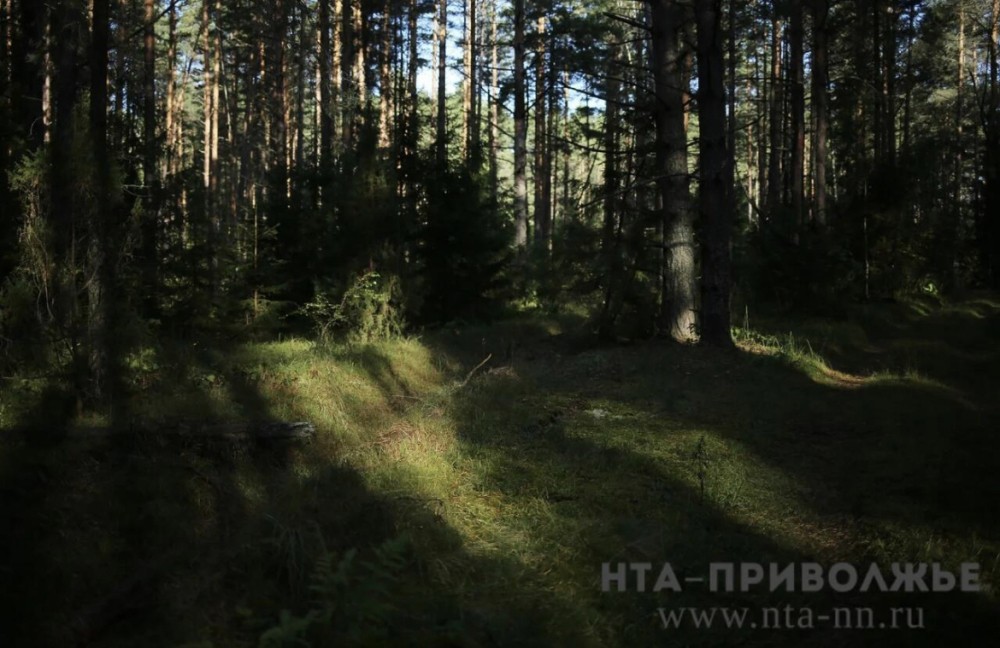 750 тысяч гектаров леса планируют восстановить в Оренбуржье в 2026 году