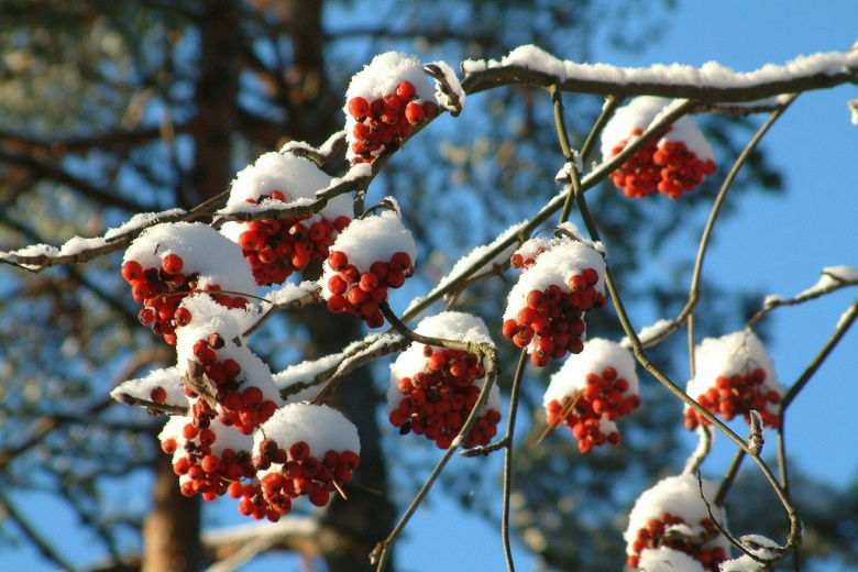 Серьезные заморозки накроют европейскую часть России