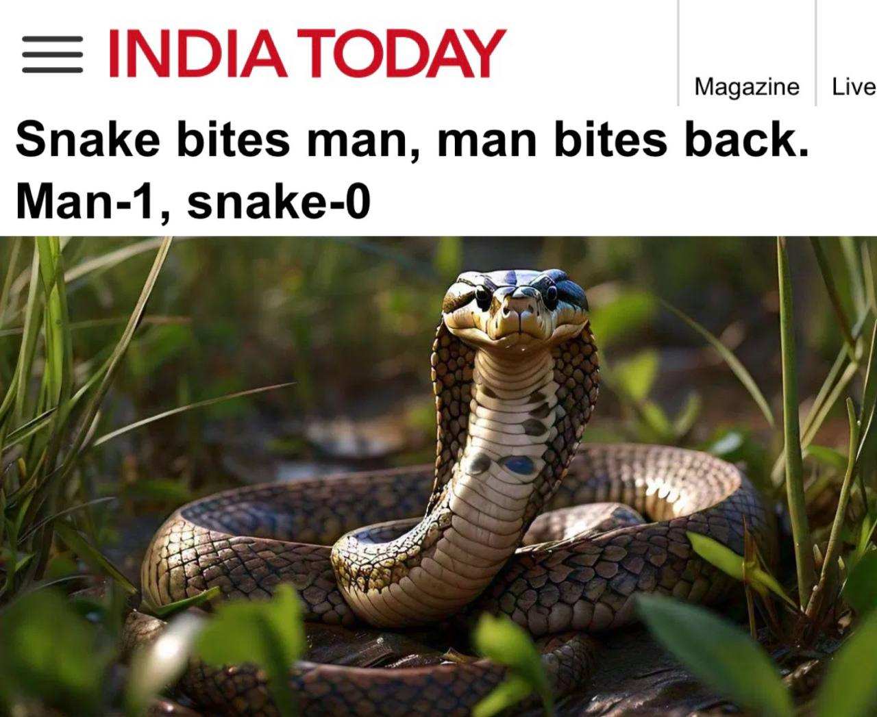 Змея кусает человека, человек кусает в ответ: мужчина в Индии загрыз ядовитую змею | Русская весна