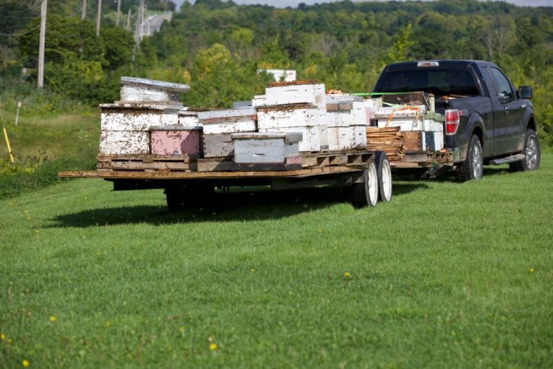 В Канаде ульи с пятью миллионами пчел выпали на дорогу из-за аварии грузовика
