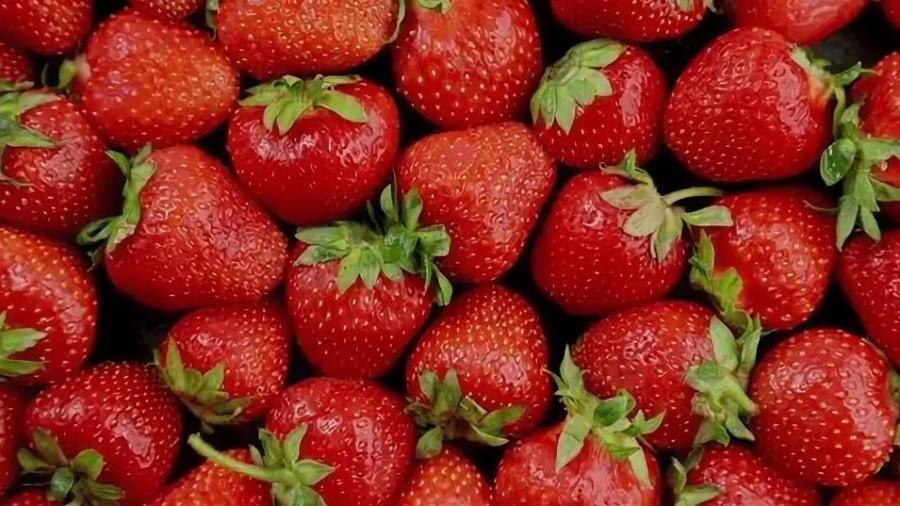 Полторы тонны свежей клубники уничтожил Россельхознадзор в Подмосковье