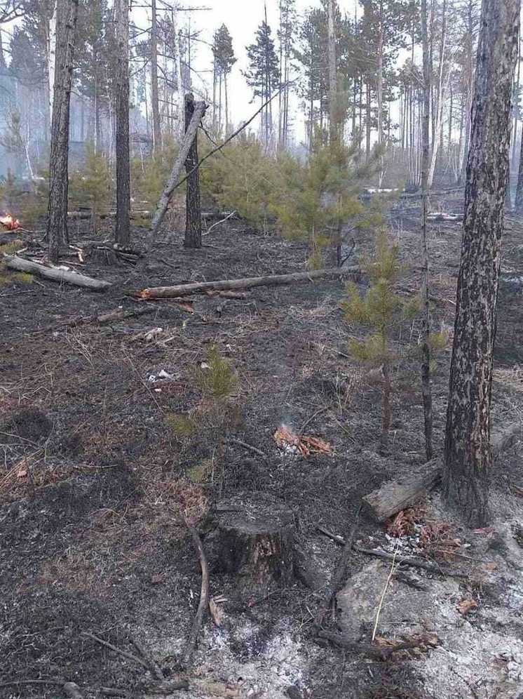 Жители Бурятии снова стали причиной лесного пожара
