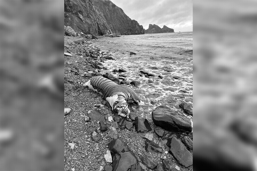 Труп большого тигра обнаружили на берегу моря в Приморье