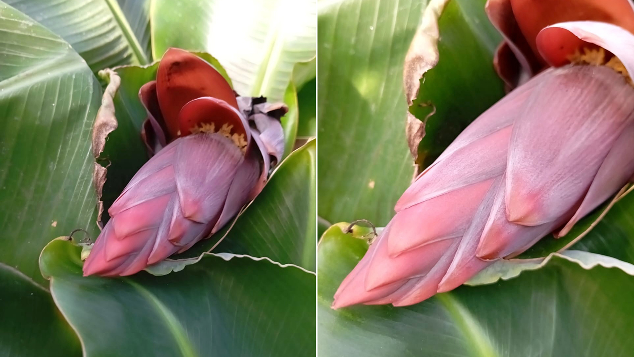 Райский банан зацвел в ботаническом саду Озерска