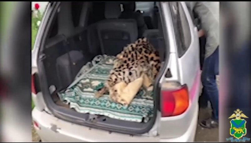 В багажнике автомобиля полицейские обнаружили шкуру леопарда Скриншот видео