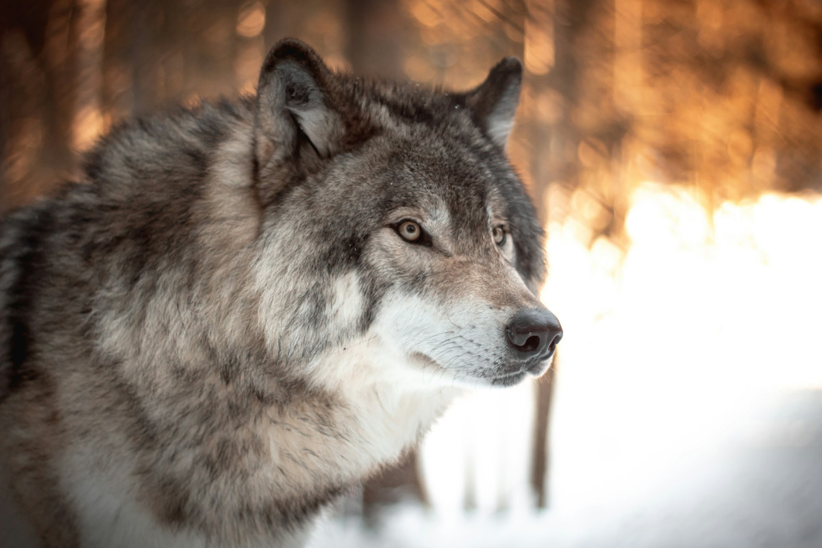 Жители Лузского района перестали жаловаться на волков