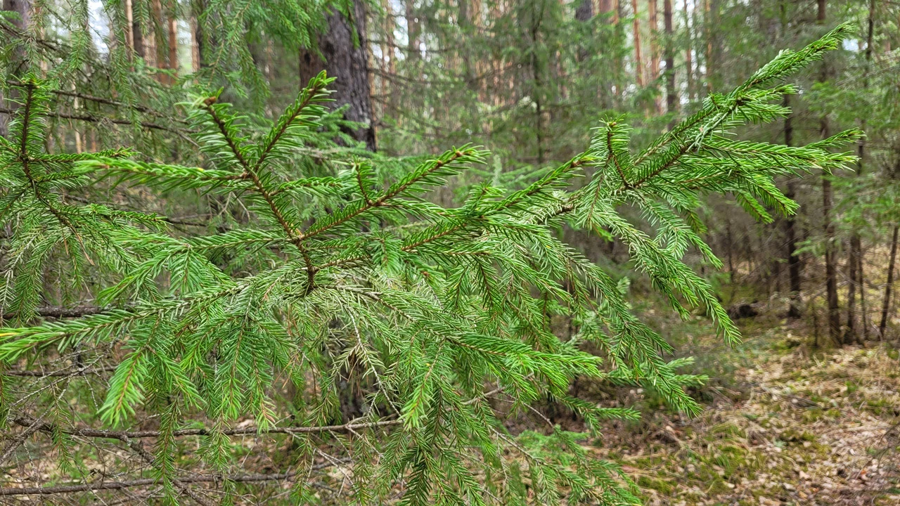В Челябинской области введен карантин из-за опасного жука-короеда