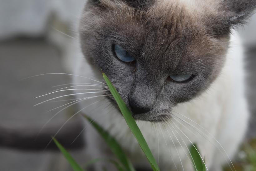 Кошка нюхает траву