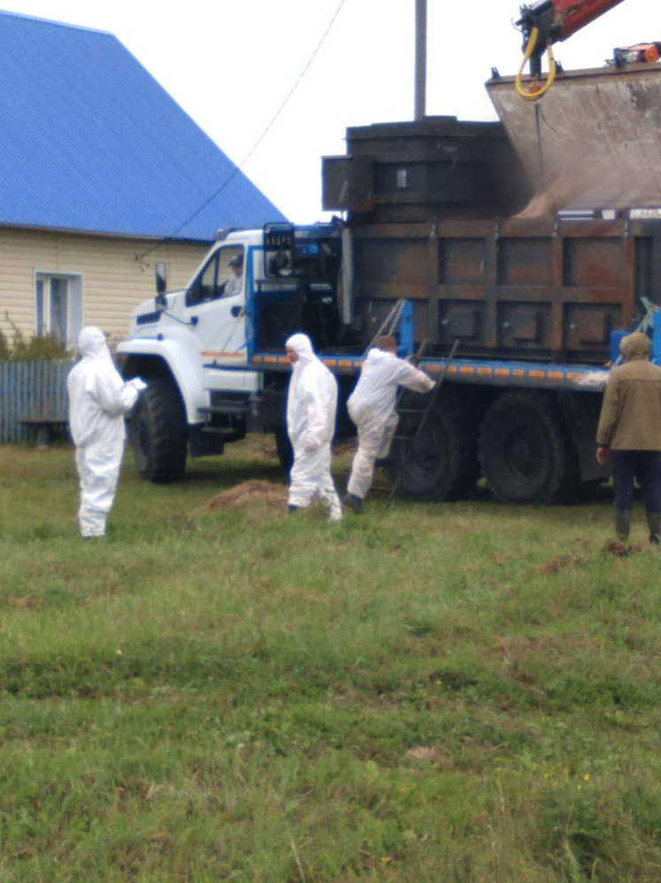 В Викуловском районе Тюменской области введен режим ЧС: опасное заболевание свиней выявлено в двух сельских поселениях