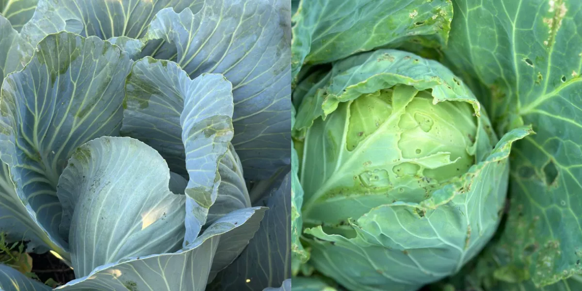 Ранние овощи. Капуста белокочанная для квашения сорта. Капуста для соления сорта. Засолочные сорта капусты белокочанной. Капуста плоская.