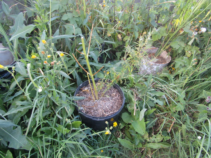 Растение. Суды растений. Бабушка выращивая траву наркотики. Сайт чусовского суда пермский край