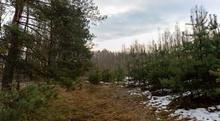 Перед Новым годом в Белгородской области начали усиленно следить за хвойным молодняком