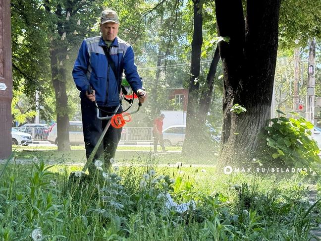 4,2 млн квадратных метров растительности предстоит выкосить коммунальщикам в Белгороде - Изображение 1
