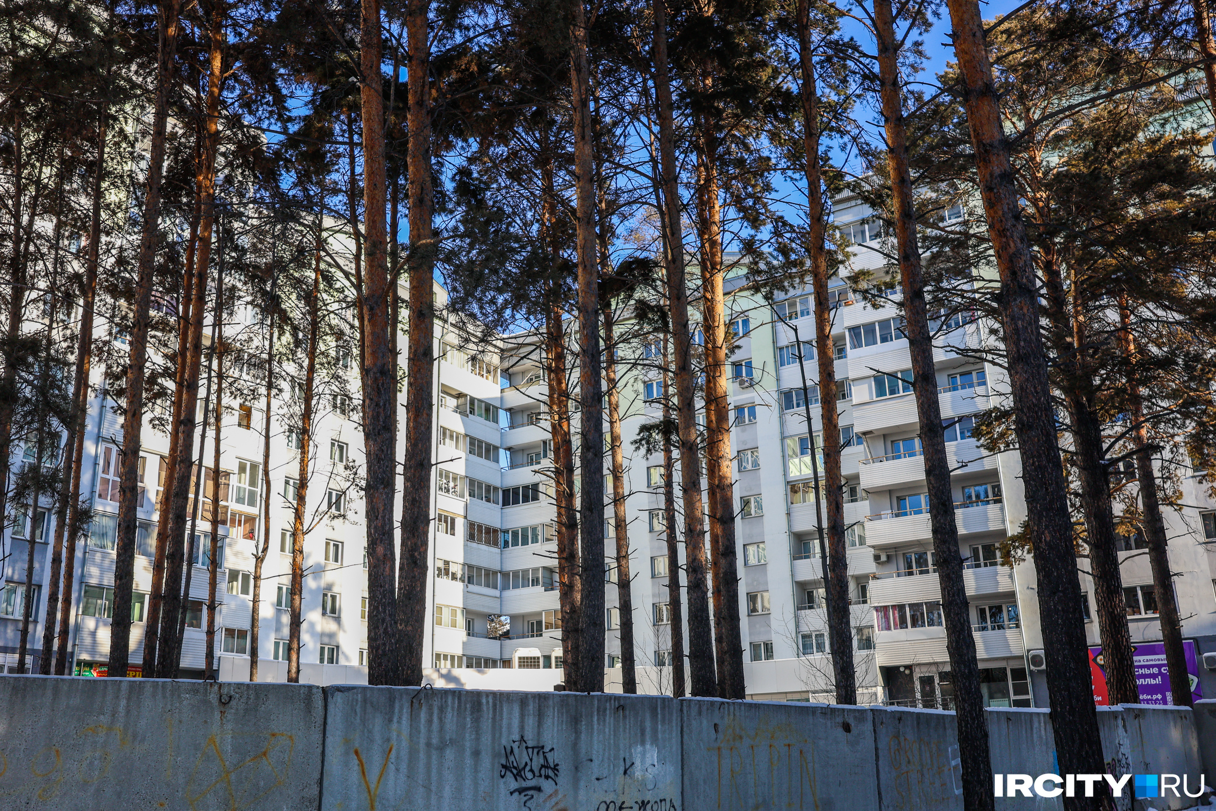 Эти сосны больше 80 лет назад высадили первостроители Ангарска