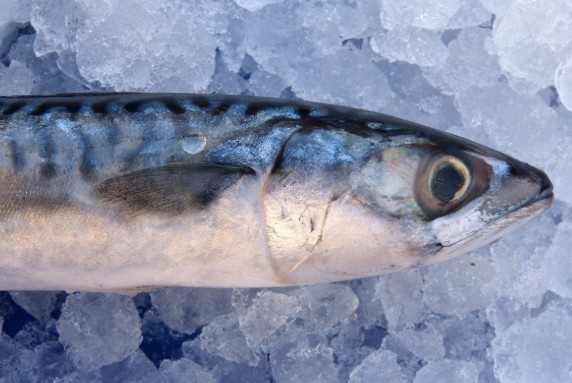 Карельские ученые выявили паразита в озерах, где есть форелевые хозяйства