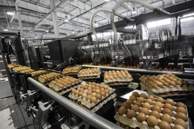 Птицефабрика «Вараксино» вошла в тройку лидеров – производителей яиц