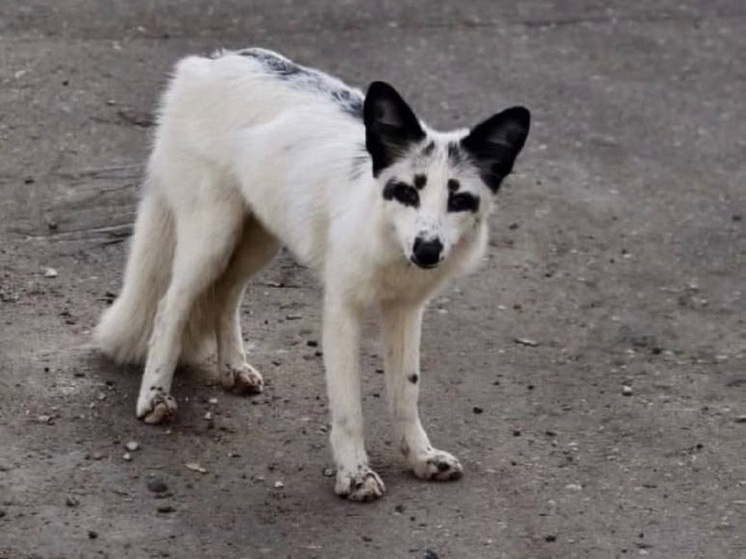 5-месячный белый лис сбежал от хозяев в Нижегородской области