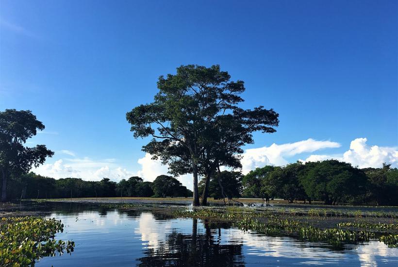 Пантанал, природа Мату-Гросу