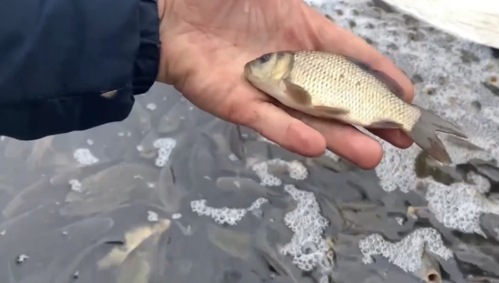 Чувашия выпустит более 230 тыс. молоди сазана в Волгу за неделю