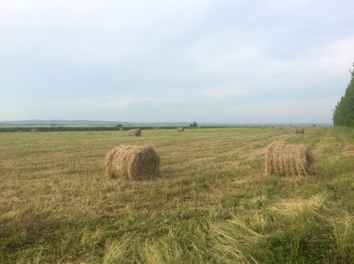 сено башкортостан. сено в белорецком районе. сено в белорецком районе. косовица трав. сено башкортостан.
