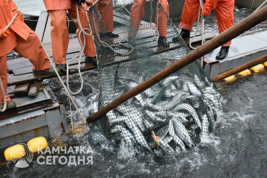 Камчатских рыбаков ждёт скромная лососевая путина-2026: прогноз — не более 122 тысяч тонн. Фото: ИА 
