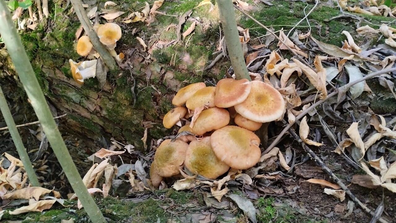 Грибы в Короче