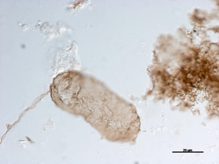 Окаменевшая цианобактерия Navifusa majensis
