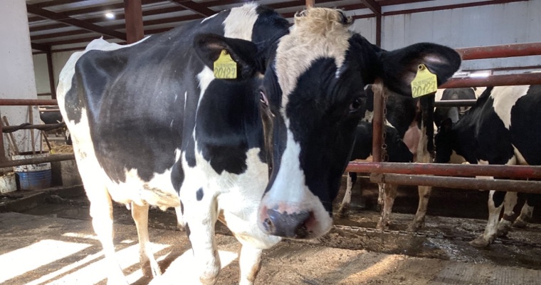 Восемь молочно-товарных ферм Удмуртии попали в рейтинг хозяйств-аутсайдеров 