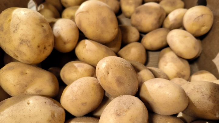 Польский картофель угрожает Европе из-за опасной инфекции